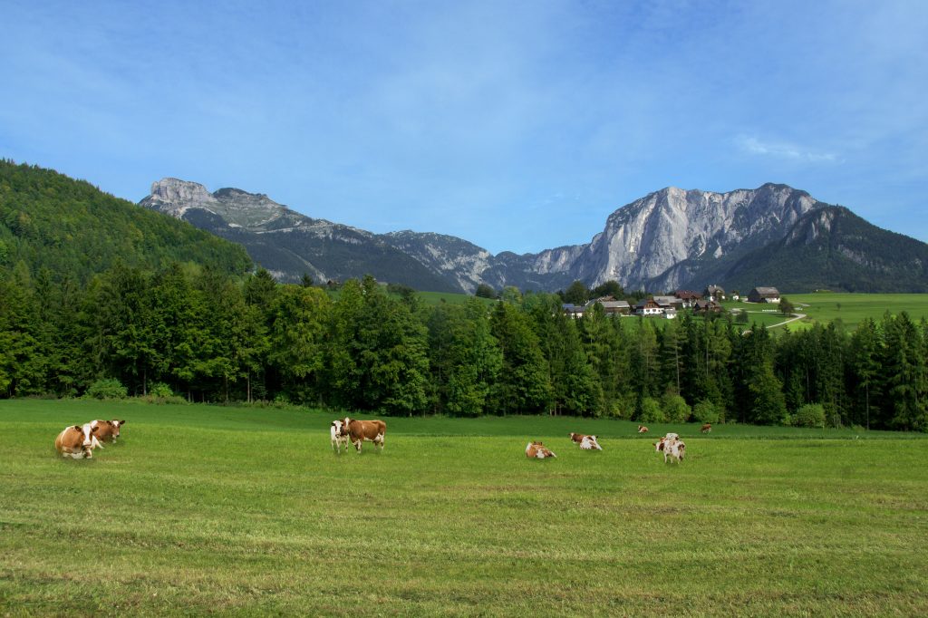 Landschaft des Ausseerlands mit einer grünen Wiese auf der Kühe weiden im Vordergrund und einer Bergkette im Hintergrund.